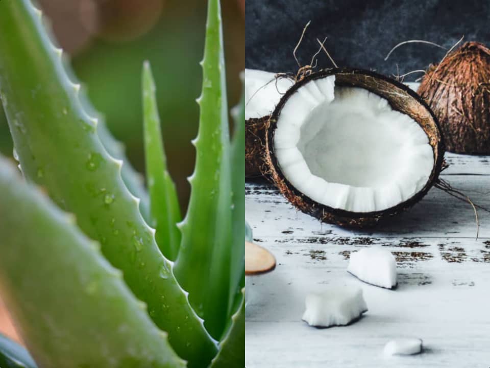 benefits of aloe vera and coconut oil for hair velacurls