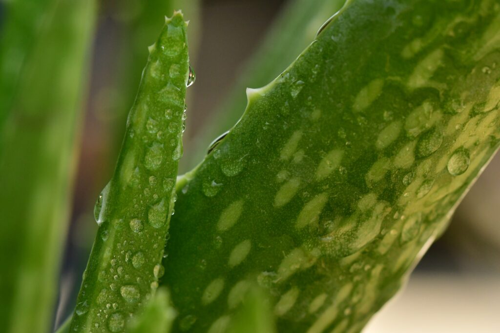 Benefits of aloe vera and coconut oil for hair velacurls