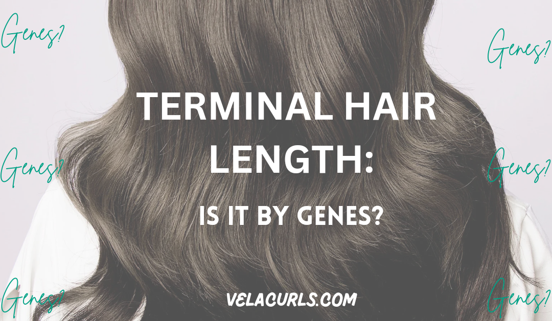 terminal hair length velacurls